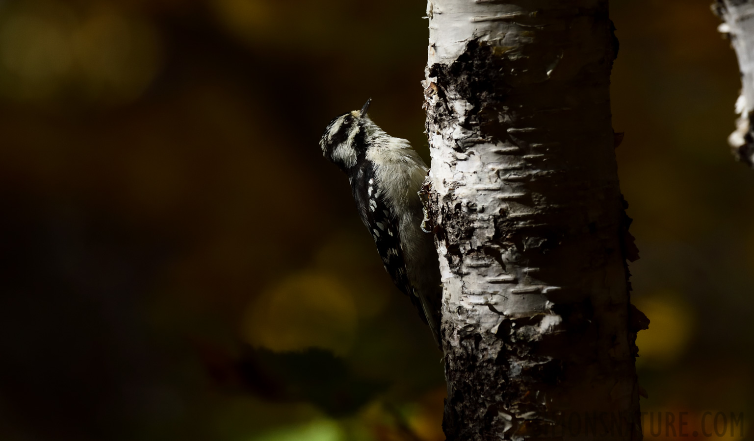 Dryobates pubescens medianus [400 mm, 1/2000 sec at f / 8.0, ISO 1000]